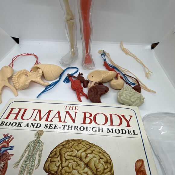 Vintage The Human Body Book And See-Through Model- Human Skeleton Kit - Picture 5 of 11